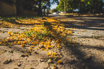 Caragana arborescens. Yellow fallen flowers in the park. Andalusia, Spain.