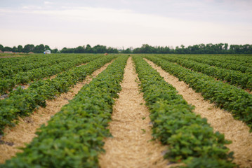 Fototapeta na wymiar Industrial cultivation of strawberries