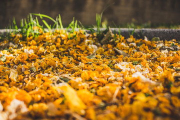 Caragana arborescens. Yellow fallen flowers in the park. Andalusia, Spain.