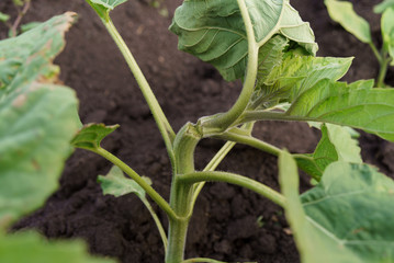 sunflower disease breakage