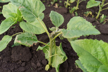 sunflower disease breakage