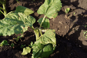 sunflower disease breakage
