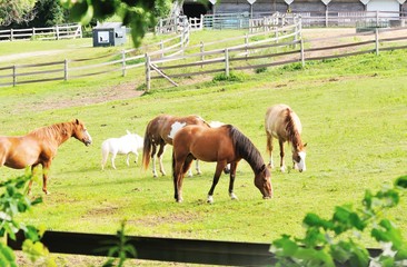 Naklejka premium Horse Farm