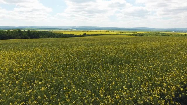 AERIAL: drone video clip flying across field of yellow flowers 4k.