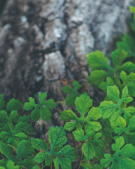 Cundeamor plant climbing old timber