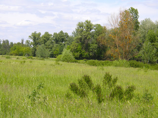 Grass and trees on the edge of the forest.