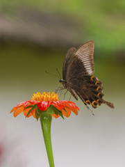 butterfly on orange flower