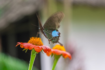 butterfly on orange flower