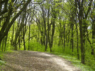 path in the green spring forest