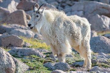 Mountain Goats in the Colorado Rocky Mountains