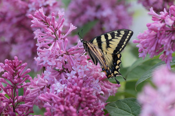 Swallowtail Butterfly on Lilac