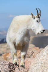 Mountain Goats in the Colorado Rocky Mountains