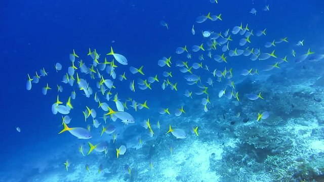 School of yellow tail fusilier, Caesio cuning, moving along the coral riff , Raja Ampat, Indonesia