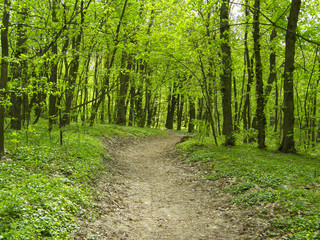 path in the spring forest