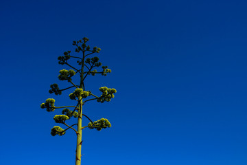 Plant. Green plant against the blue sky.