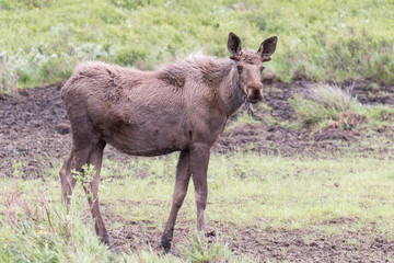 Young Bull Moose in Alaska