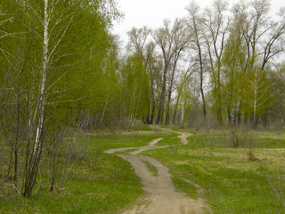 dirt road in a spring birch forest.