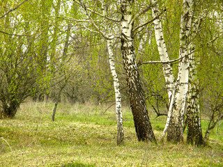 birch grove in the spring.