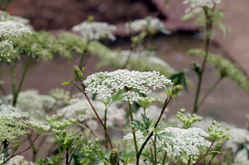 トウキの花