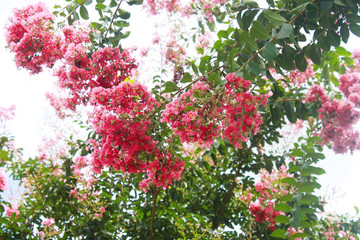 Red and pink colorful crepe myrtle branches background - close-up and selective focus