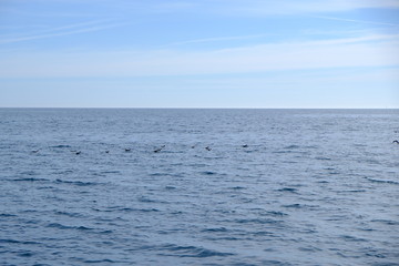 Obraz premium birds swimming