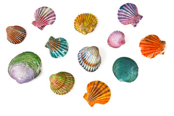 decorative painted sea shells isolated on white