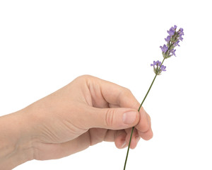 Naklejka premium A woman's hand holds a flower of lavender, isolated on white background