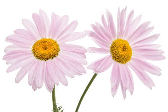 Flowers of pyrethrum, isolated on white background