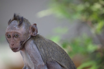可愛いサル