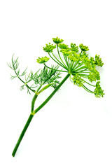 Dill flower