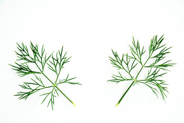 Dill leaves