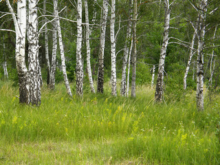 Obraz premium beautiful spring birch forest