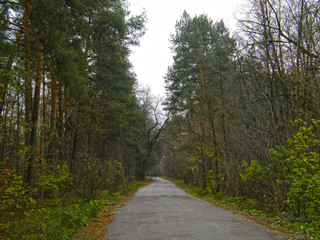 Fototapeta na wymiar asphalt road in the forest.