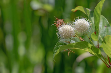 close up photograph of Cephalanthus occidentalis. Common names include buttonbush, common buttonbush, button-willow and honey-bells. This is a flowering plant in the coffee family.