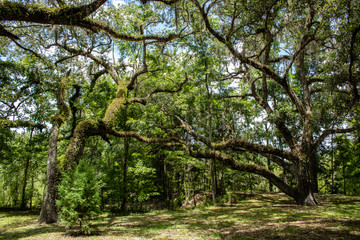Withlacoochee State Forest