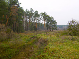 Field and pine forest