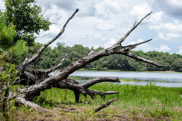 Withlacoochee State Forest