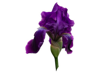 The revealed iris bud with lilac petals on a white background.