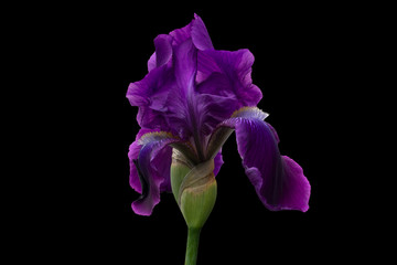 Iris with lilac petals during active blossoming on a black background.