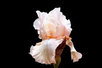 Iris flower with gentle petals of a light-pink shade on a black background.