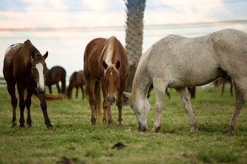 Fototapeta premium Horse