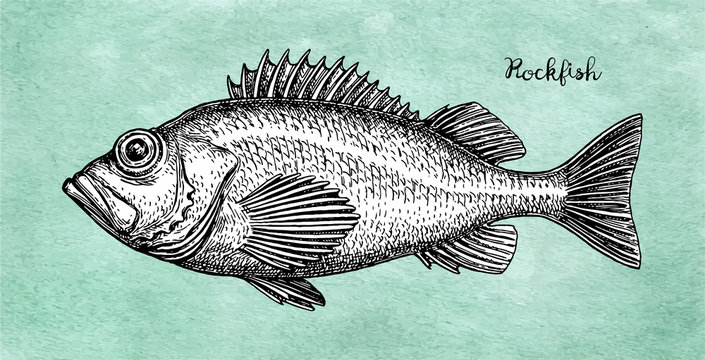 Ink sketch of rockfish.