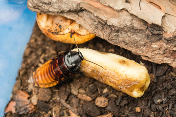 Madagascar hissing cockroach aka Gromphadorina Portentosa while eating a banana