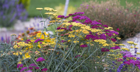 Achillea glaberrima red perennial plant used in landscape design © CreativeSuburb