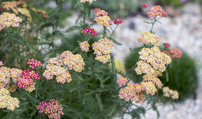 Achillea glaberrima red perennial plant used in landscape design © CreativeSuburb