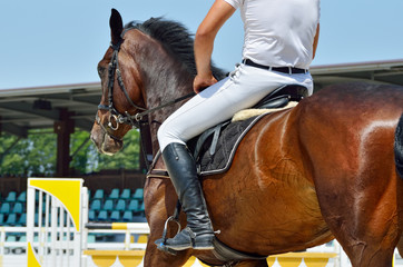 Young, athletic, thoroughbred horse on dressage, close-up