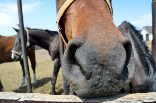 Horse stuck his snout through a fence on a farm