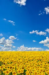 Crédence de cuisine en verre imprimé Tournesol Champ de tournesols jaunes contre le ciel bleu