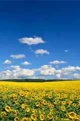 Fototapeta premium Field of yellow sunflowers against the blue sky