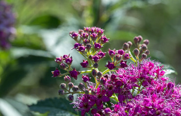 The flower of the red spiraea, the ornamental shrub used in landscape design, is well suited for decorating haircut